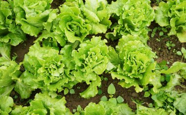 Toprakta büyüyen marul