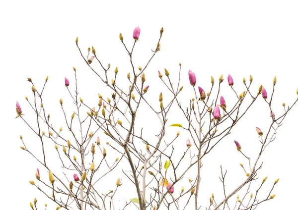 Magnolia Fiore Ramo Primaverile Isolato Sfondo Bianco — Foto Stock