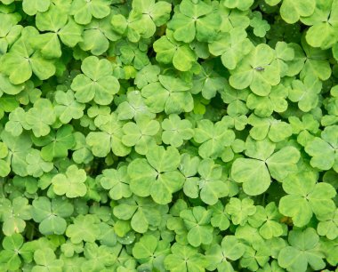 three shamrock leaves in a clover patch clipart