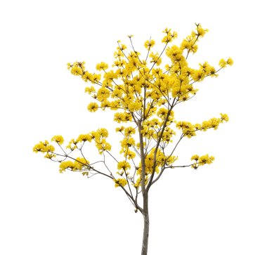 tabebuia chrysotricha sarı çiçek çiçek