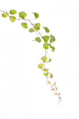 sarmaşık yaprakları beyaz arkaplanda izole edilmiş