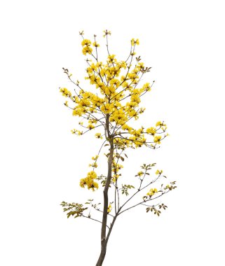 tabebuia chrysotricha sarı çiçek çiçek