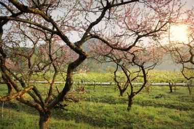 Bir meyve bahçesinde çiçek açan şeftali çiçeği.