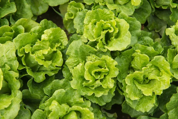 Lechuga en el campo — Foto de Stock