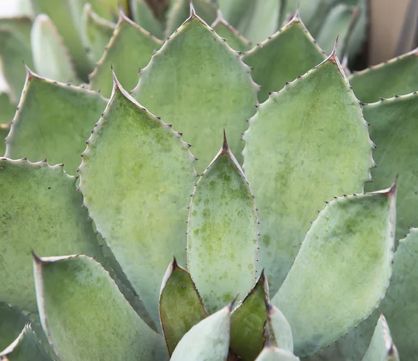 Scharfe spitze Blätter der Agave — Stockfoto