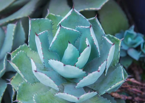 Scharfe spitze Blätter der Agave — Stockfoto