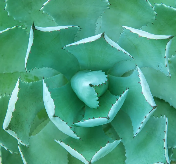 Sharp pointed agave plant leaves — Stock Photo, Image