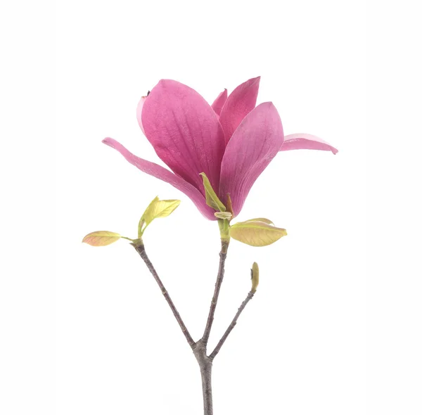 Rosa magnolia blommor isolerad på vit bakgrund — Stockfoto