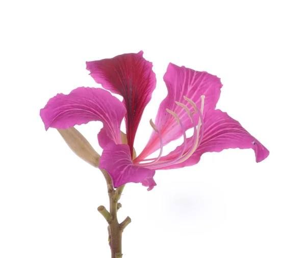 Hong Kong Orchid — Stock Photo, Image