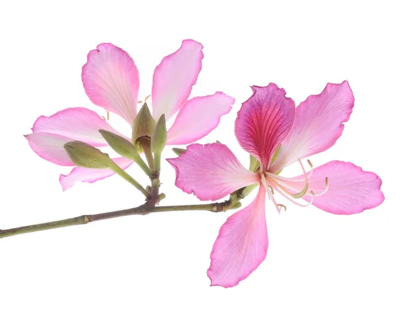 Orquídea de Hong Kong — Fotografia de Stock