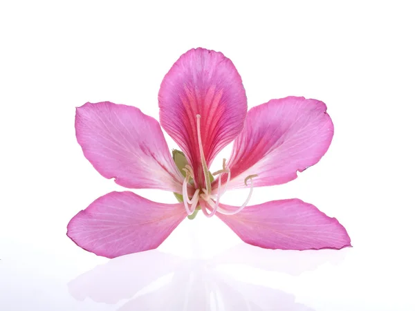 Hong Kong Orchid — Stock Photo, Image