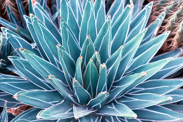 Sharp pointed agave plant leaves — Stock Photo, Image