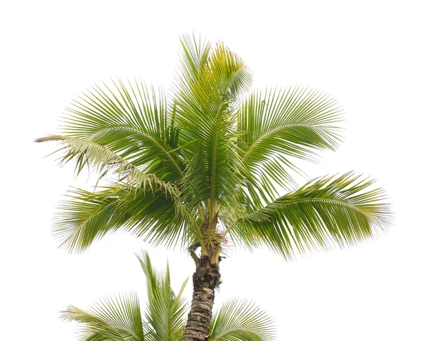 Palmera aislada sobre fondo blanco —  Fotos de Stock