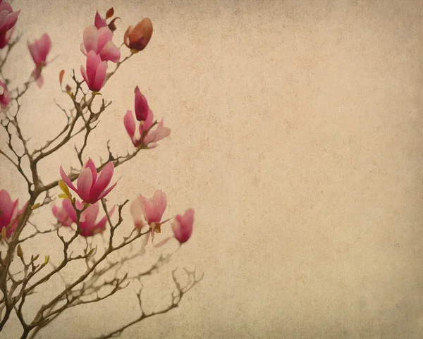 Fiori di magnolia rosa — Foto Stock