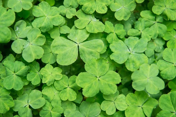 Rie shamrock laat in een klaver patch — Stockfoto