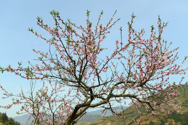 Peach blossom bloom in an orchard — Stock Photo, Image