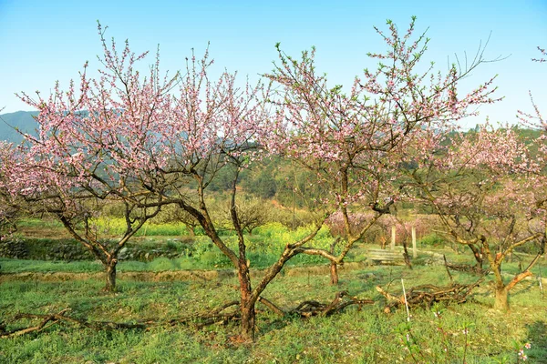 Flor de melocotón florecen en un huerto —  Fotos de Stock