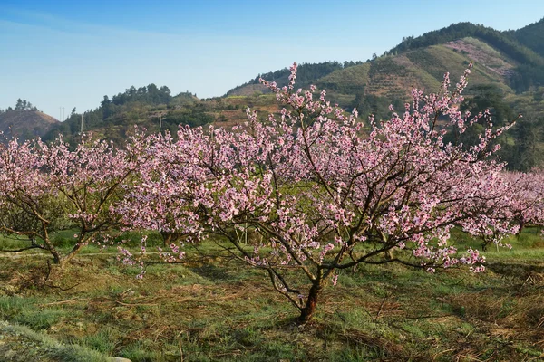 Fioritura di fiori di pesco in un frutteto — Foto Stock