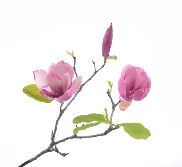 Magnolia rose fleurs isolées sur fond blanc — Photo