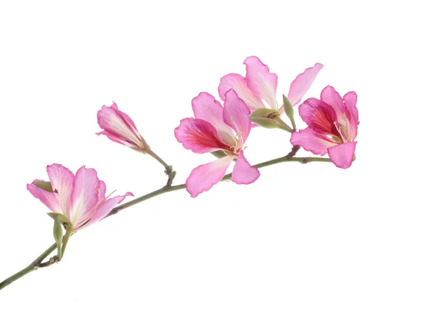 Hong Kong Orchid — Stock Photo, Image