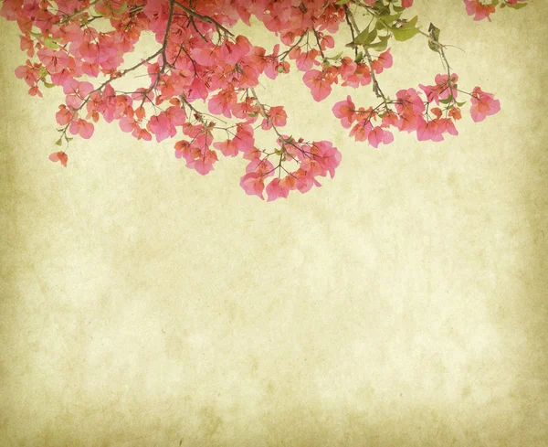 簕杜鹃花朵旧墙纸背景 — 图库照片