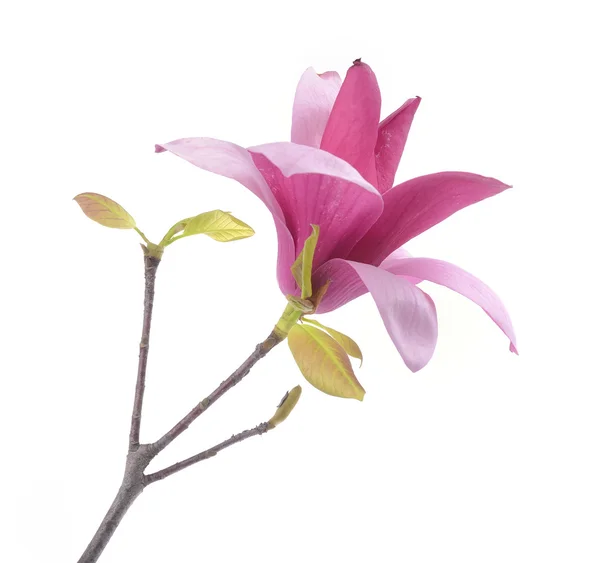 Roze magnolia bloemen geïsoleerd op witte achtergrond — Stockfoto
