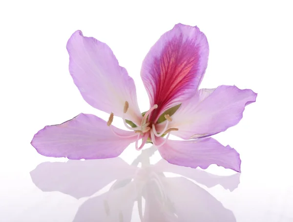 Hong Kong Orchid — Stock Photo, Image