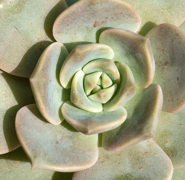 Piante succulente in miniatura — Foto Stock