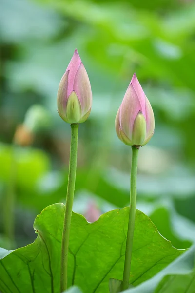 Blooming lotus flower — Stock Photo, Image