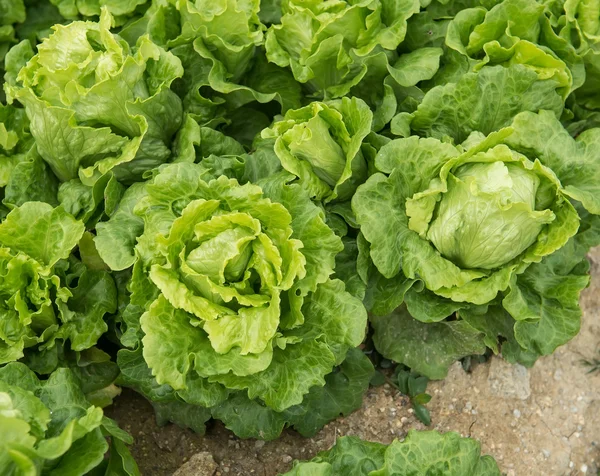 Lettuce plant in field — Stock Photo, Image