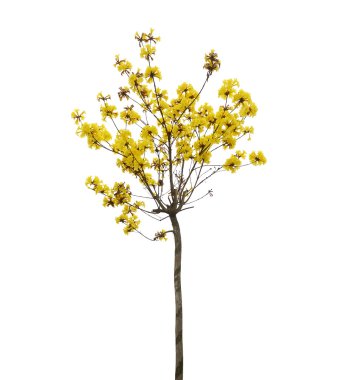 tabebuia chrysotricha sarı çiçek çiçek
