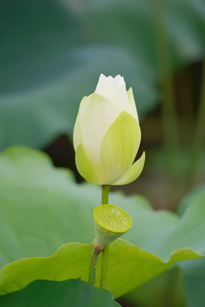 Blooming lotus flower — Stock Photo, Image