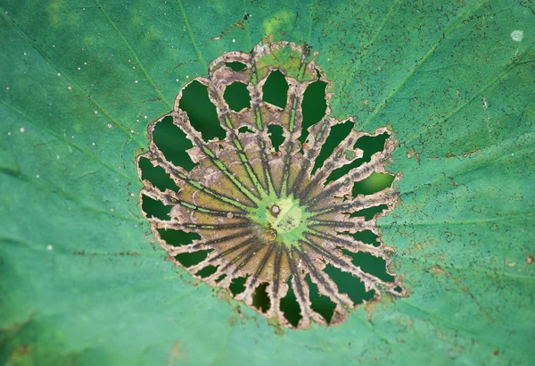 Flor de loto en flor — Foto de Stock