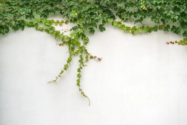 Ivy leaves isolated on a white background — Stock Photo, Image