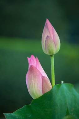 çiçek açan lotus çiçeği