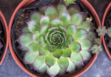 minyatür etli bitkiler