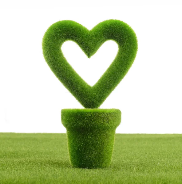 Heart shaped plant in a pot — Stock Photo, Image