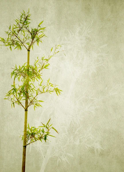 Bambus na starym grunge papieru tekstury tła — Zdjęcie stockowe