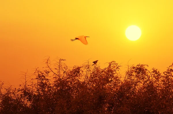 Bir lagün üzerinde — Stok fotoğraf