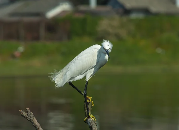 On a lagoon — Stock Photo, Image