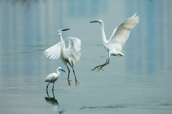 On a lagoon — Stock Photo, Image