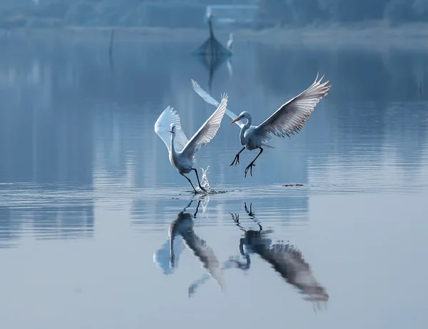 Em uma lagoa — Fotografia de Stock