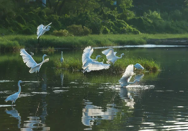 On a lagoon — Stock Photo, Image