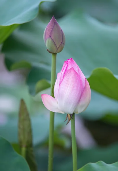 Blooming lotus flower — Stock Photo, Image