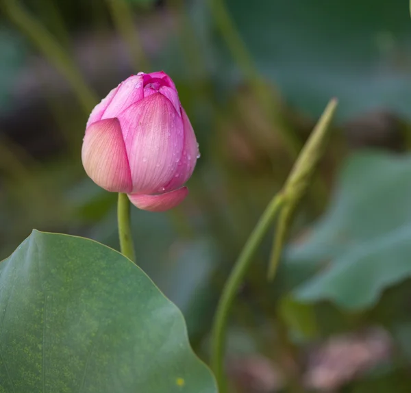 Blooming lotus flower — Stock Photo, Image