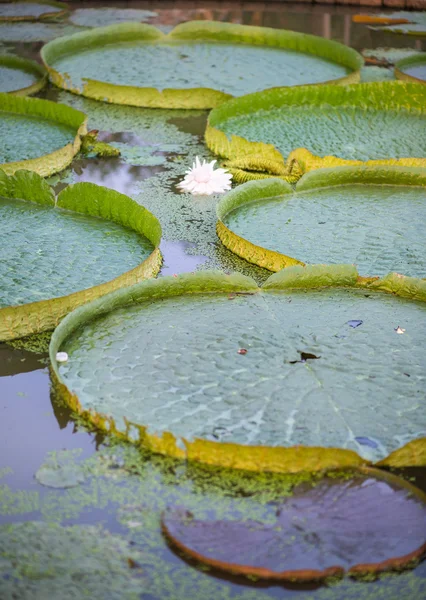 Enorme loto flotante, Lirio gigante del agua del Amazonas, Victoria amazonia —  Fotos de Stock