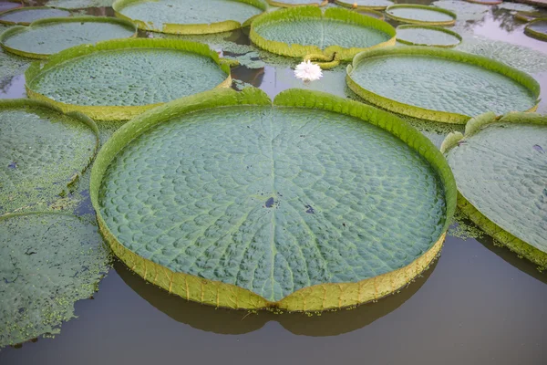 Enorme loto flotante, Lirio gigante del agua del Amazonas, Victoria amazonia —  Fotos de Stock