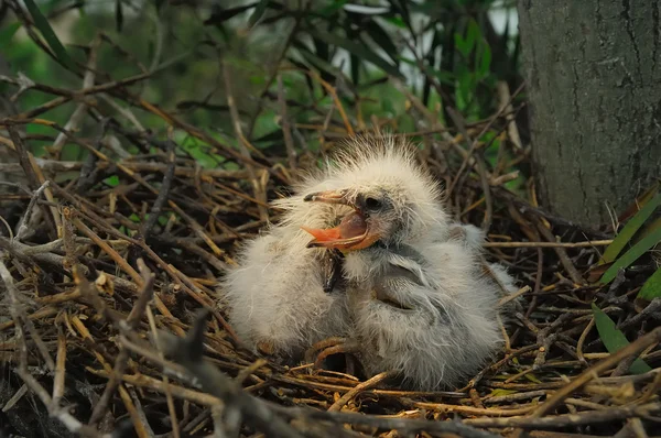 Большие цыплята цапли в гнезде — стоковое фото