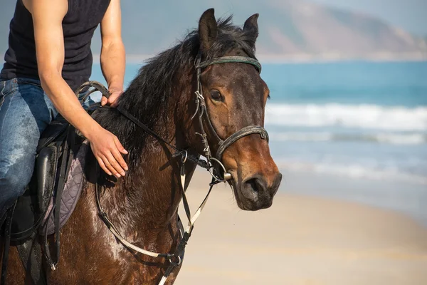 Cavallo sportivo . — Foto Stock