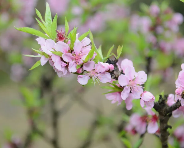 ピンク色の花 — ストック写真